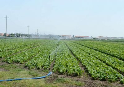 produzione ortaggi