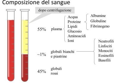 composizione del sangue